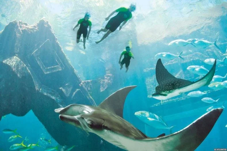 Divers exploring underwater ruins as giant rays swim past