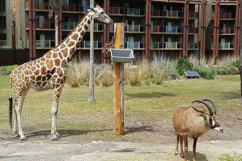 A Giraffe on the savanna at Disney's Animal Kingdom Lodge